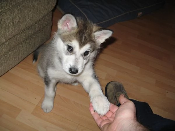 cuccioli di alaskan malamute 