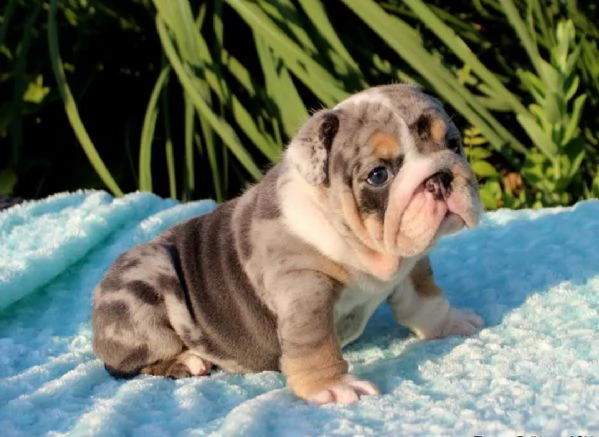 cuccioli di bulldog inglese in adozione