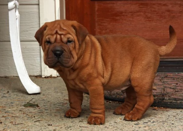 Cuccioli di Sharpei