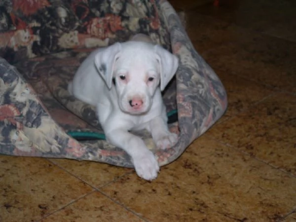 Disponibili cuccioli di Dogo Argentino | Foto 0