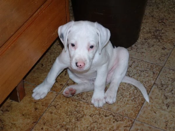 Disponibili cuccioli di Dogo Argentino