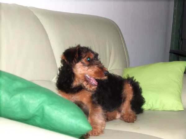 cuccioli di ariedale terrier | Foto 0