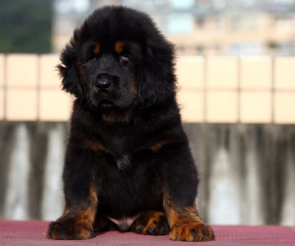 Cuccioli di Tibetan Mastiff 