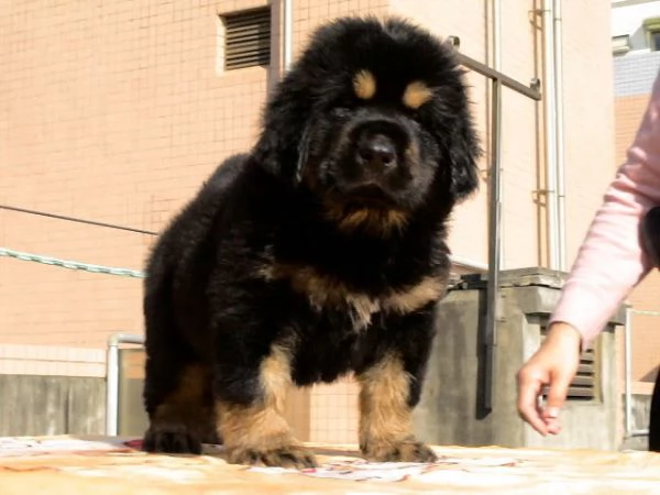 Cuccioli di Tibetan Mastiff  | Foto 0