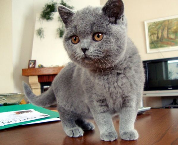 british shorthair blue  | Foto 0