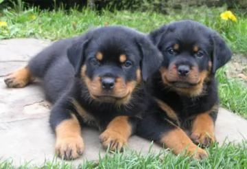 Rottweiler Cuccioli con pedigree disponibile per l'adozione