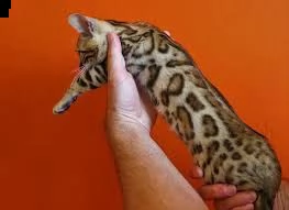 ottimo con i bambini e altri animali domestici