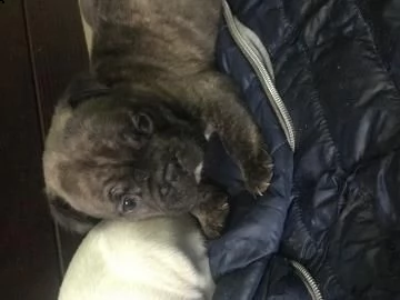 cuccioli american bully