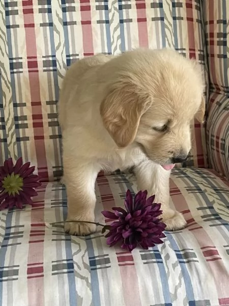 cuccioli di golden retriever whatsapp ( 0039 353 317 4023 ) | Foto 1