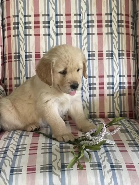 cuccioli di golden retriever whatsapp ( 0039 353 317 4023 ) | Foto 0