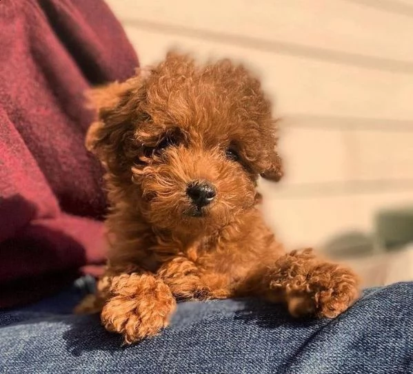 cuccioli di barboncino