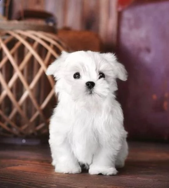 regalo  maltese mini toy// | Foto 0