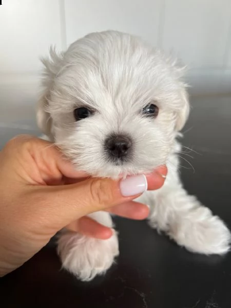 regalo  maltese mini toy# | Foto 0