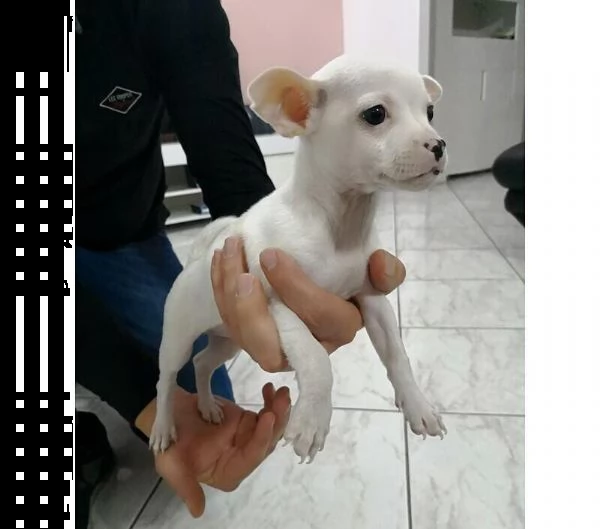 adotta un cucciolo di chihuahua whatsapp (0039 353 317 4023)