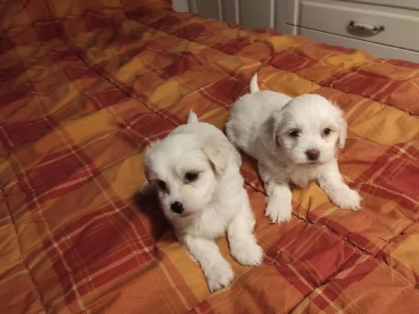 adotta un cucciolo di maltese whatsapp (0039 353 317 4023) | Foto 0