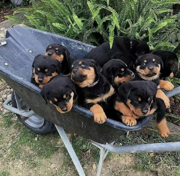 adotta un cucciolo di rottweiler whatsapp ( 0039 353 317 4023 ) | Foto 2