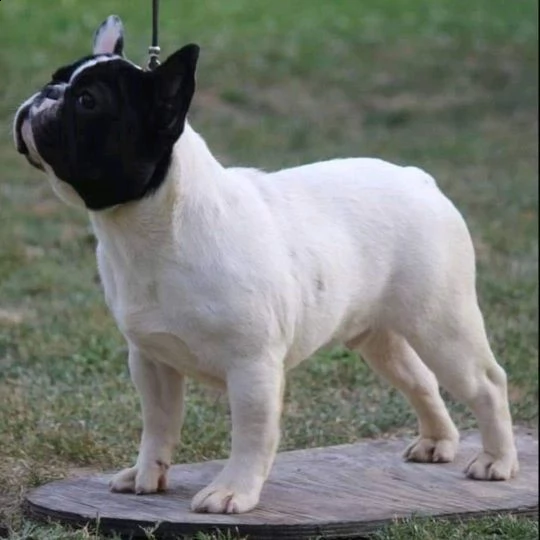 bulldog francese bellissimi cuccioli | Foto 5