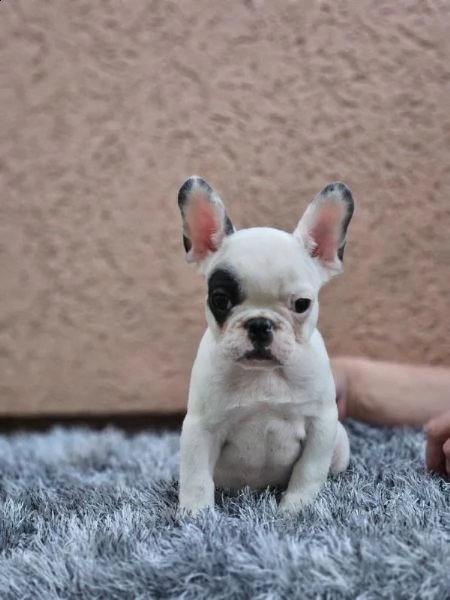 bulldog francese bellissimi cuccioli | Foto 3