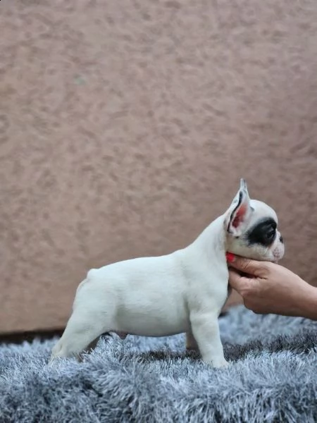 bulldog francese bellissimi cuccioli | Foto 0