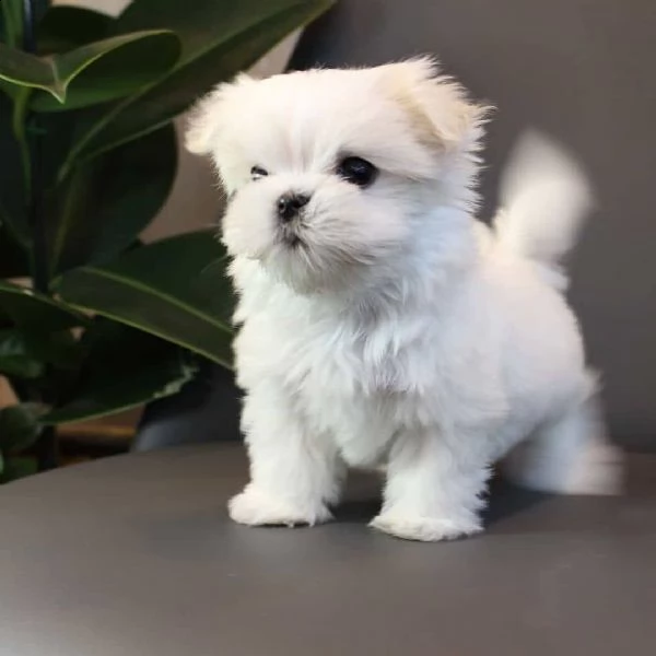 regalo  maltese mini toy> | Foto 0