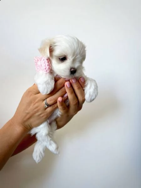 regalo  maltese mini toy | Foto 0