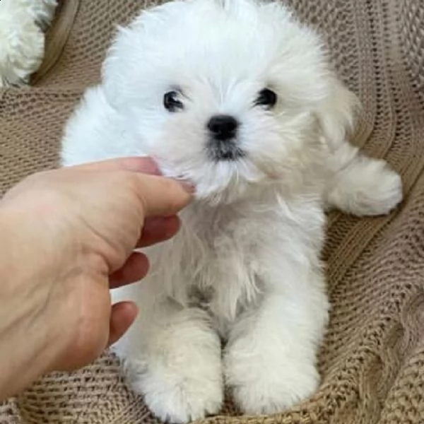 regalo  maltese mini toy# | Foto 0