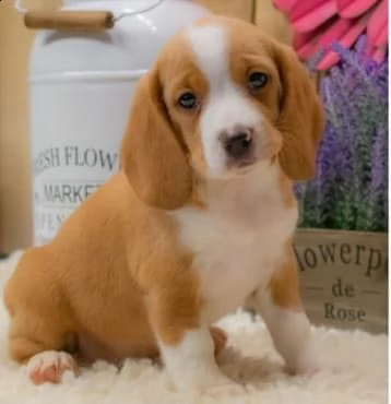 regalo cuccioli dolce e bella beagle stiamo dando questi nostri cuccioli sani maschi e femmine in un