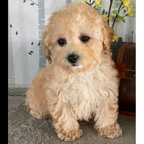 regalo abbiamo cuccioli di barboncino sono barboncino di dimensioni standard . sono registrati akc.  | Foto 0