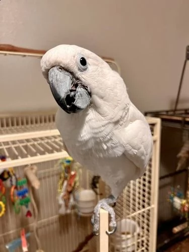 questo splendido pappagallo bianco è ancora disponibile!! | Foto 2