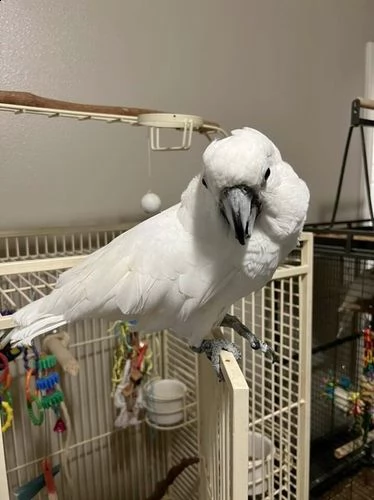 questo splendido pappagallo bianco è ancora disponibile!! | Foto 1
