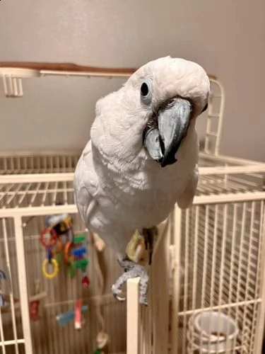questo splendido pappagallo bianco è ancora disponibile!! | Foto 0