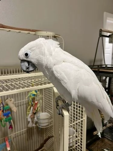 questo splendido pappagallo bianco è ancora disponibile!!