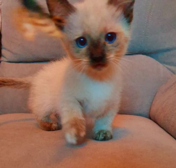 gattini munchkin blue point