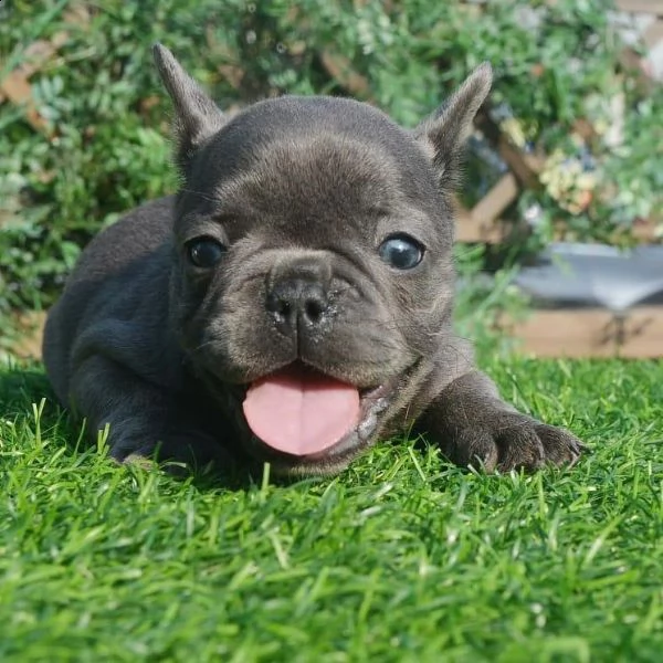 regalo bulldog francese whatsapp (0039 353 317 4023 ) | Foto 0