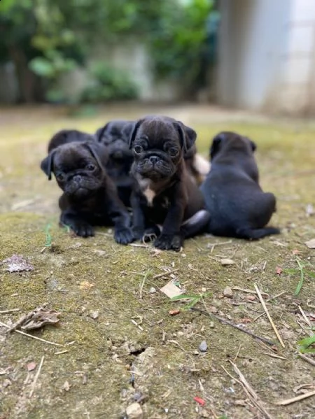 adotta un cucciolo di carlino whatsapp ( 0039 353 317 4023 ) | Foto 1