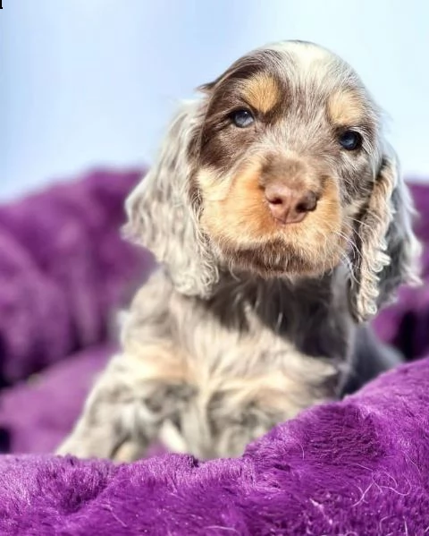 regalo cuccioli cocker spaniel 1 maschio e 2 femmine .i cuccioli verranno con pedigree, microchip, v