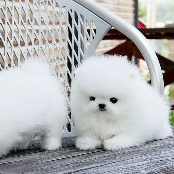  regalo cucciolo cuccioli di volpino pomerania in adozione