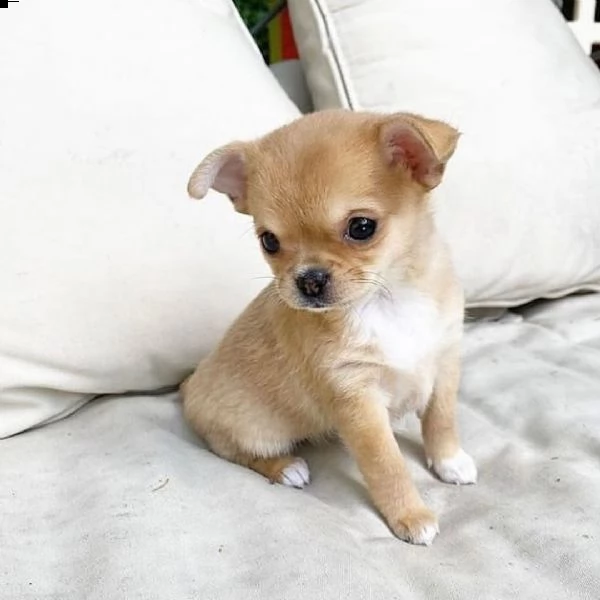 cuccioli di chihuahua in adozione