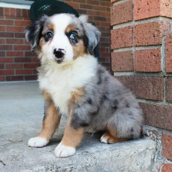 regalo adorabili cuccioli pastore australiano femminucce e maschietti 