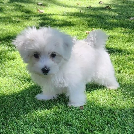 maltese cuccioli in adozione gratuiti ( regalo)