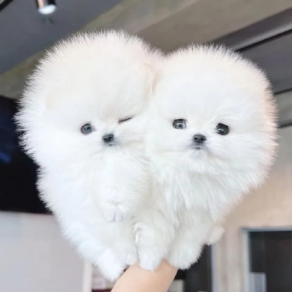 regalo cucciolo volpino pomerania