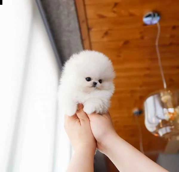regalo cucciolo volpino pomerania | Foto 3