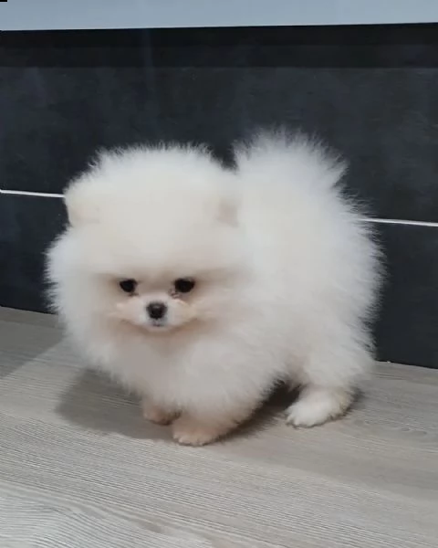 regalo cucciolo volpino pomerania | Foto 2