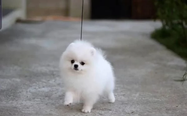 regalo cucciolo volpino pomerania | Foto 1
