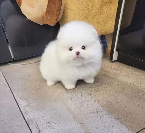 regalo cucciolo volpino pomerania | Foto 0