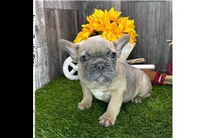cucciolo di bulldog francese