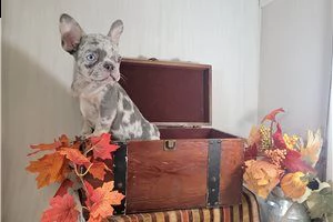 cucciolo di bulldog francese