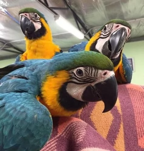 ben addestrato e giocoso disponibile