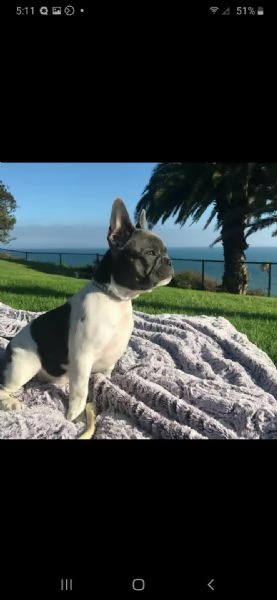 disponibili cuccioli di bulldog francese ben addestrati e giocherelloni, 