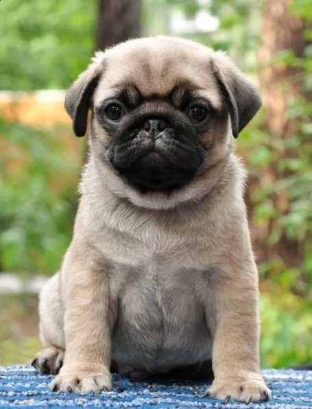 bellissimi cuccioli di carlino disponibili, 